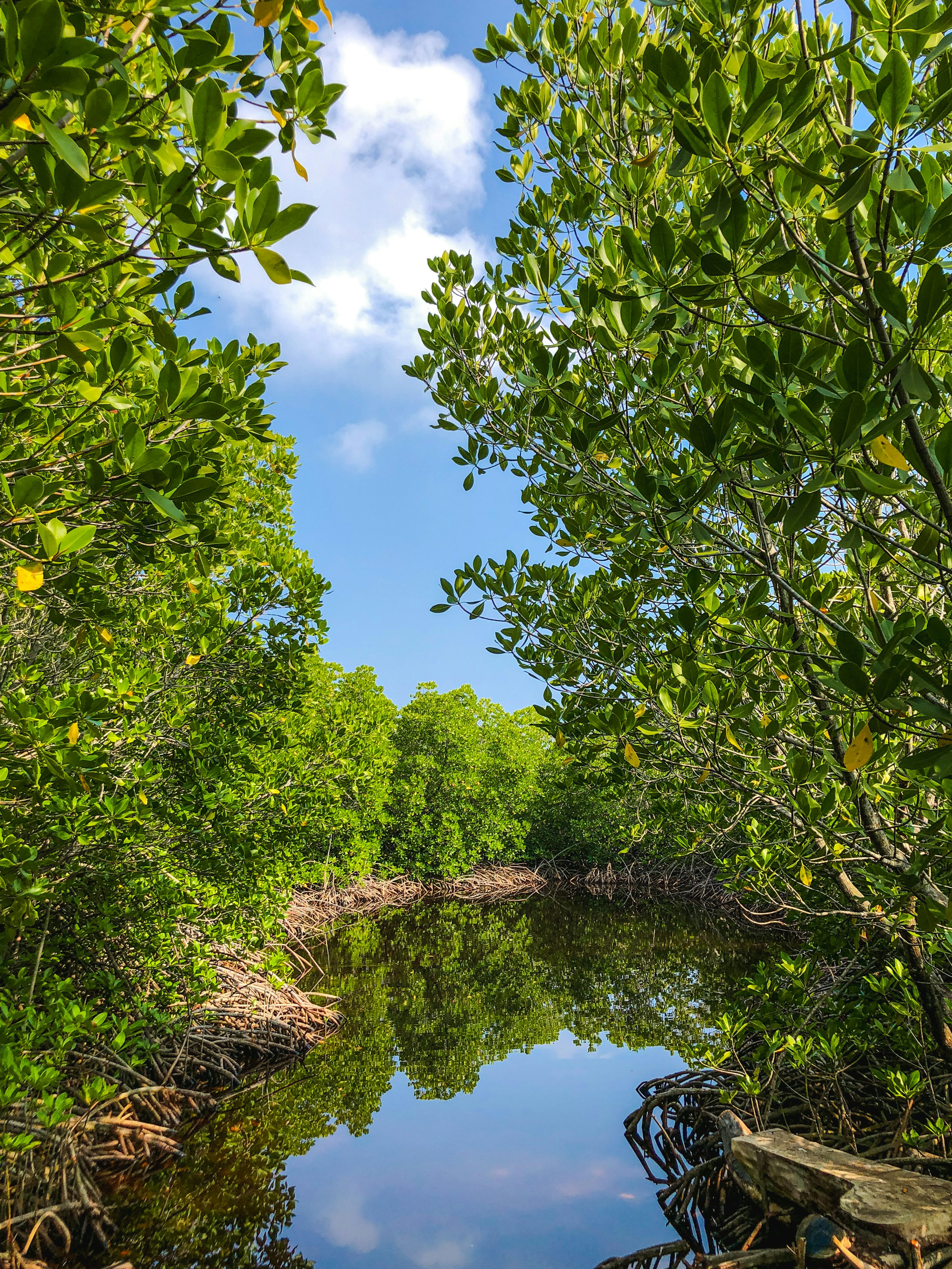 Ilustrasi Hutan Mangrove Teluk Banten